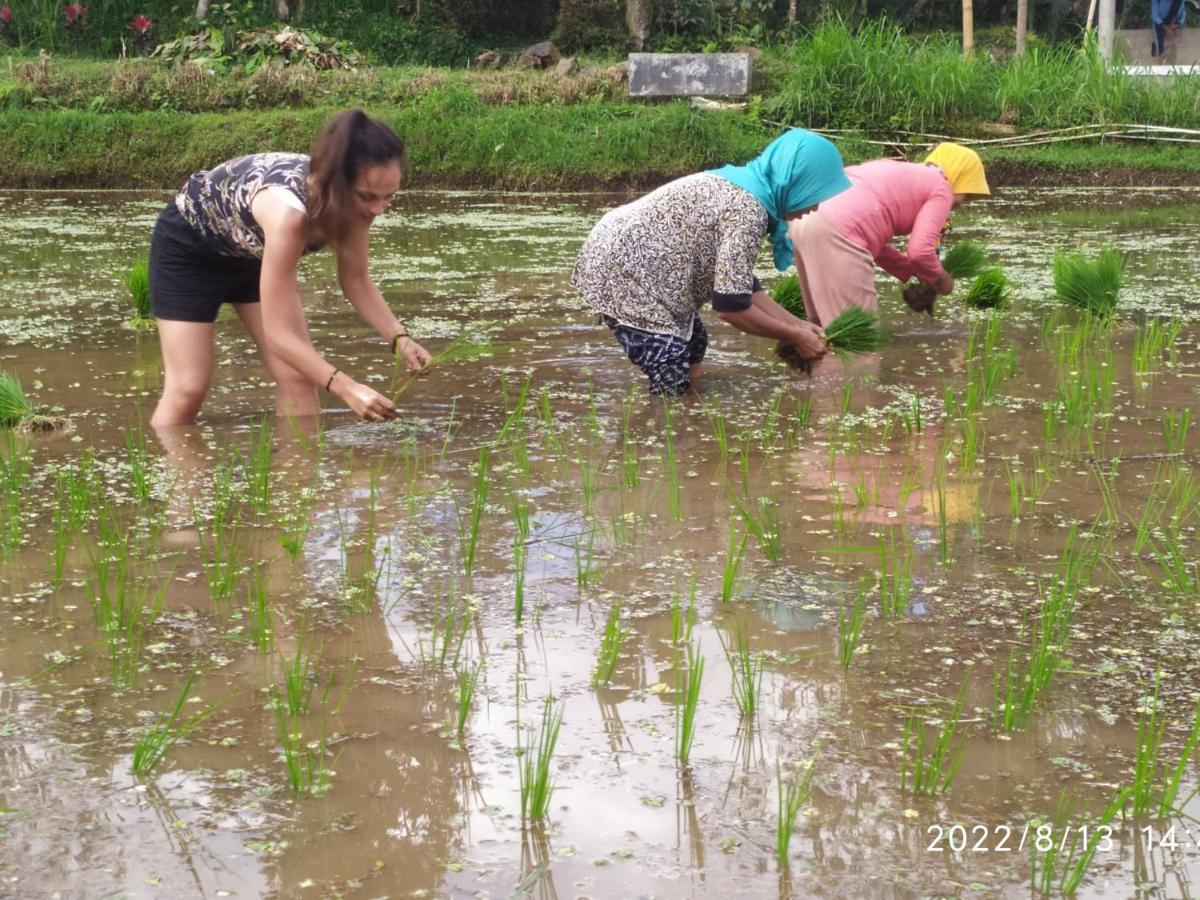 Green Haven Homestay Tetebatu Kültér fotó