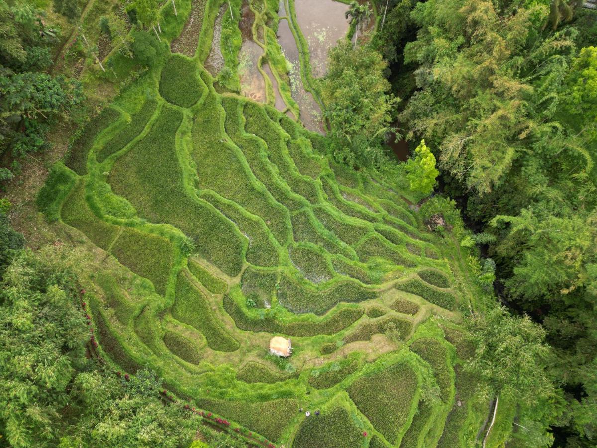 Green Haven Homestay Tetebatu Kültér fotó