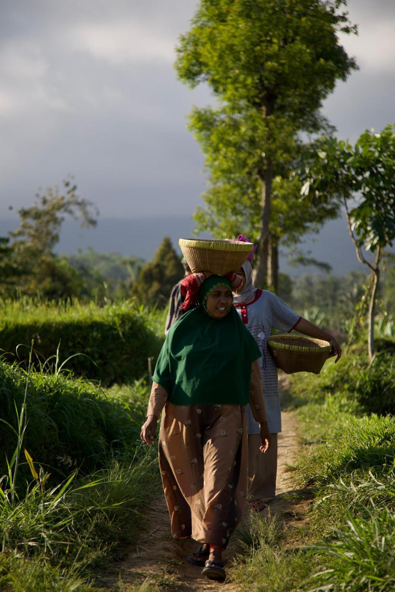 Green Haven Homestay Tetebatu Kültér fotó